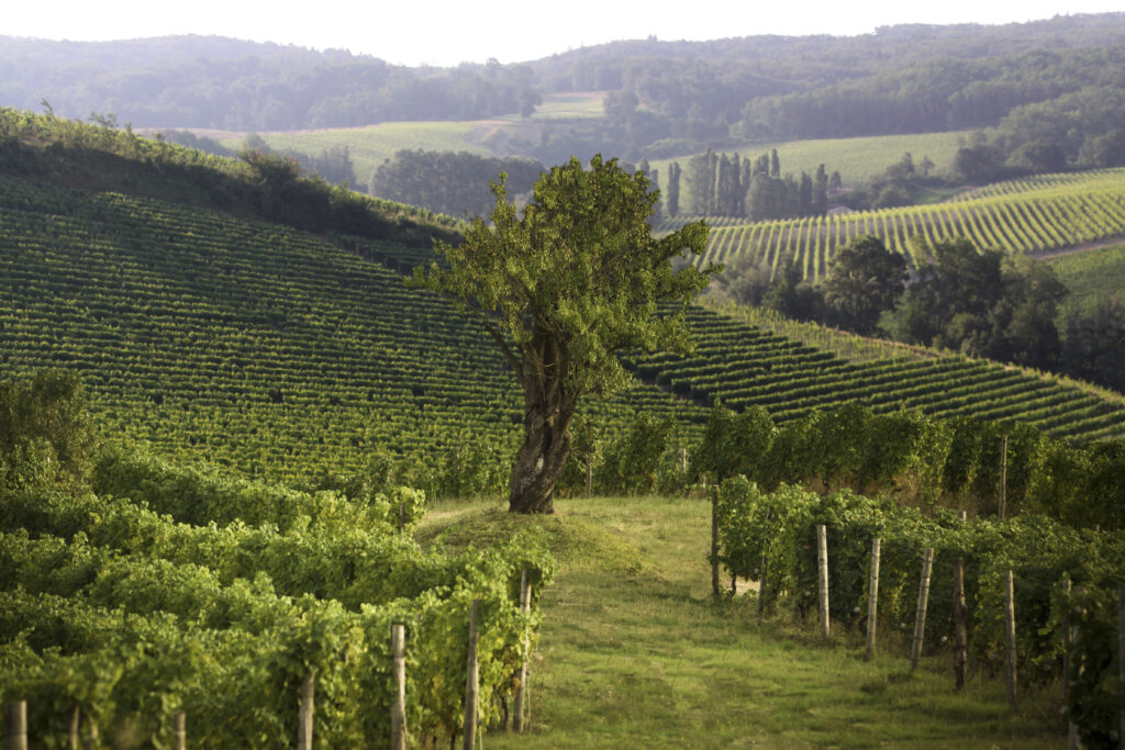 Gavi di Tassarolo il Mandorlo viinamäed